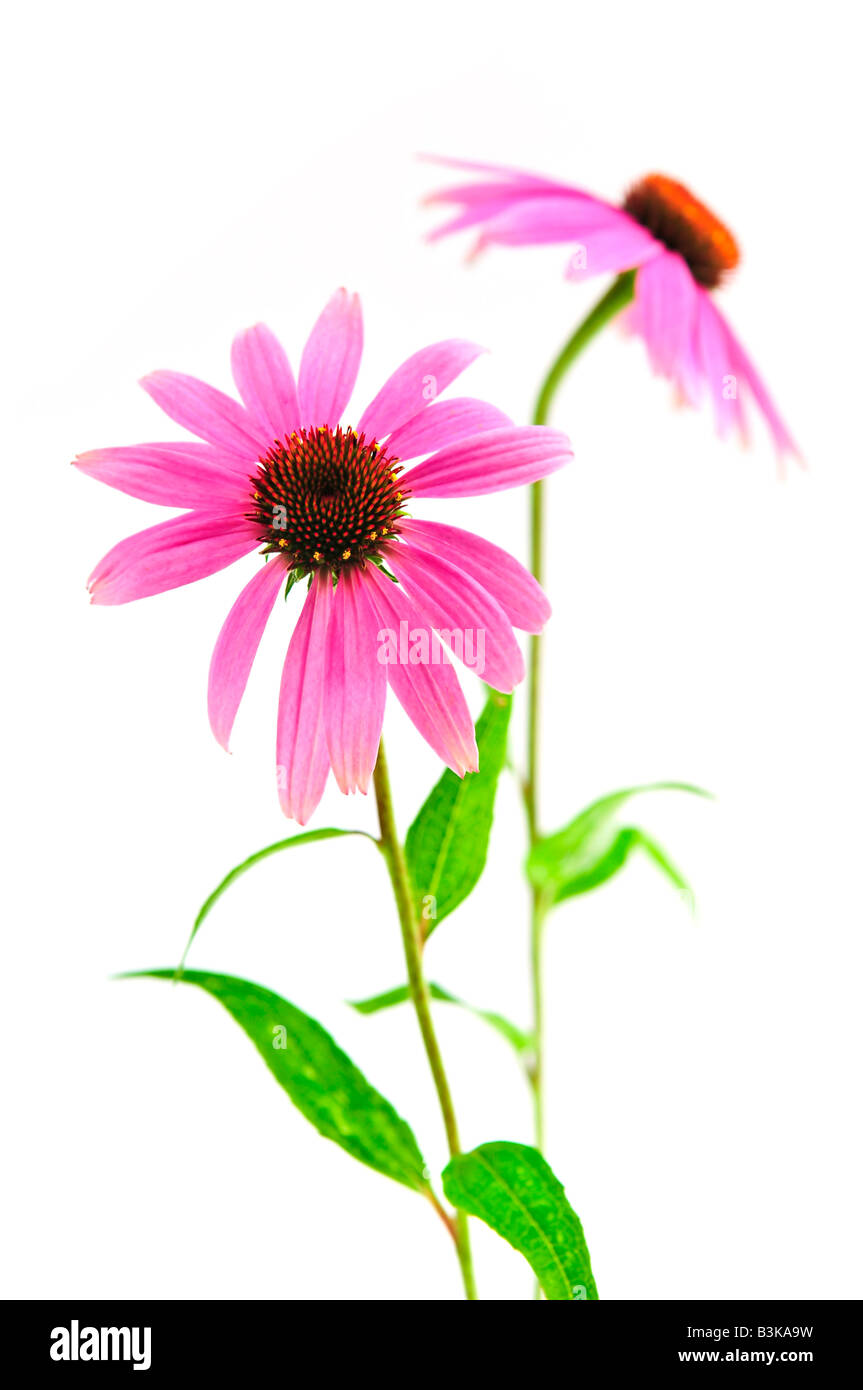 Blühende Heilpflanze Echinacea Purpurea oder Sonnenhut isoliert auf weißem Hintergrund Stockfoto