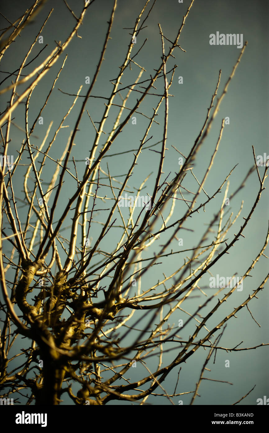 Zweige im Frühjahr Apfelbaum Stockfoto