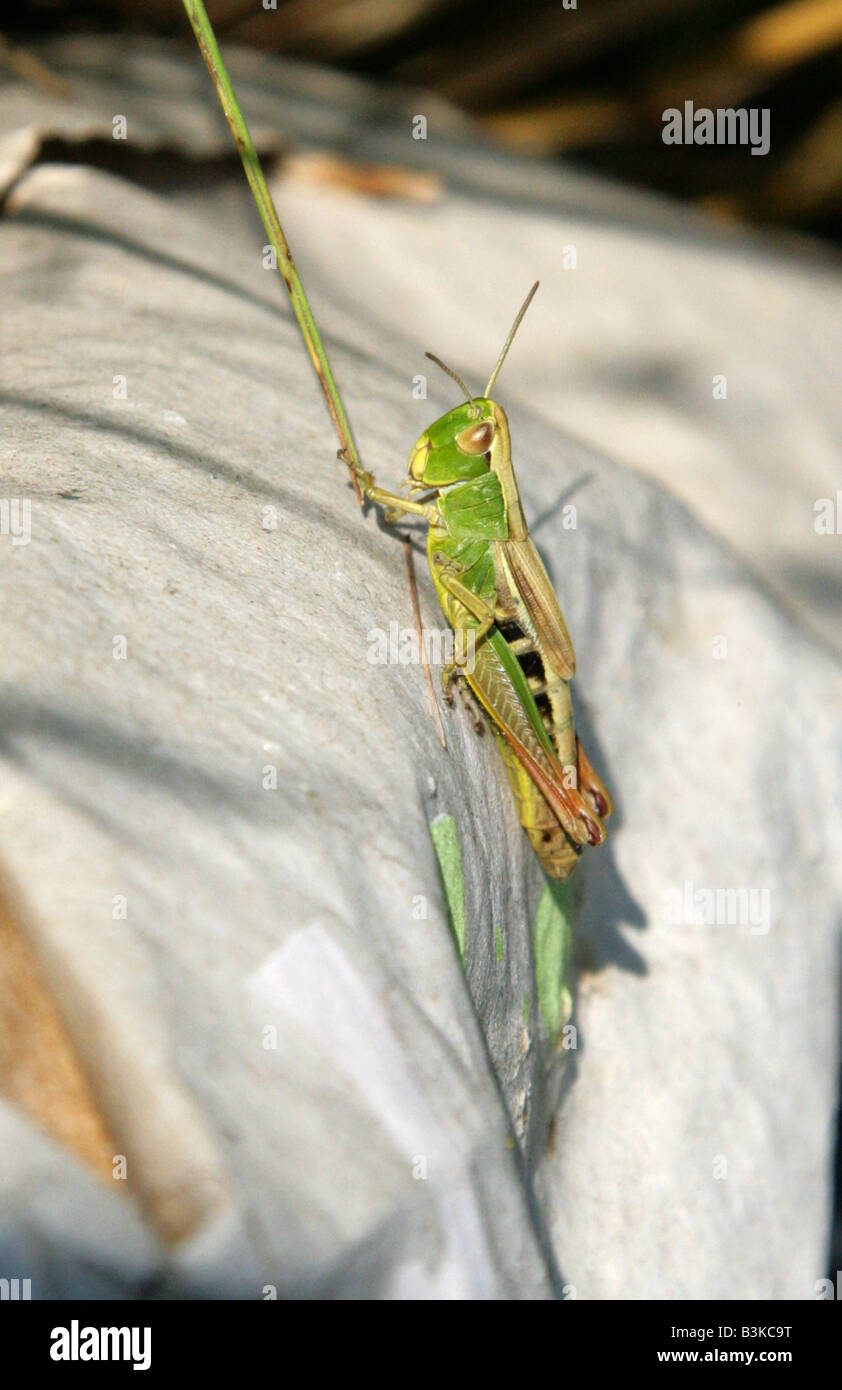 Gemeinsamen Green Grasshopper Omocestus viridulus Stockfoto