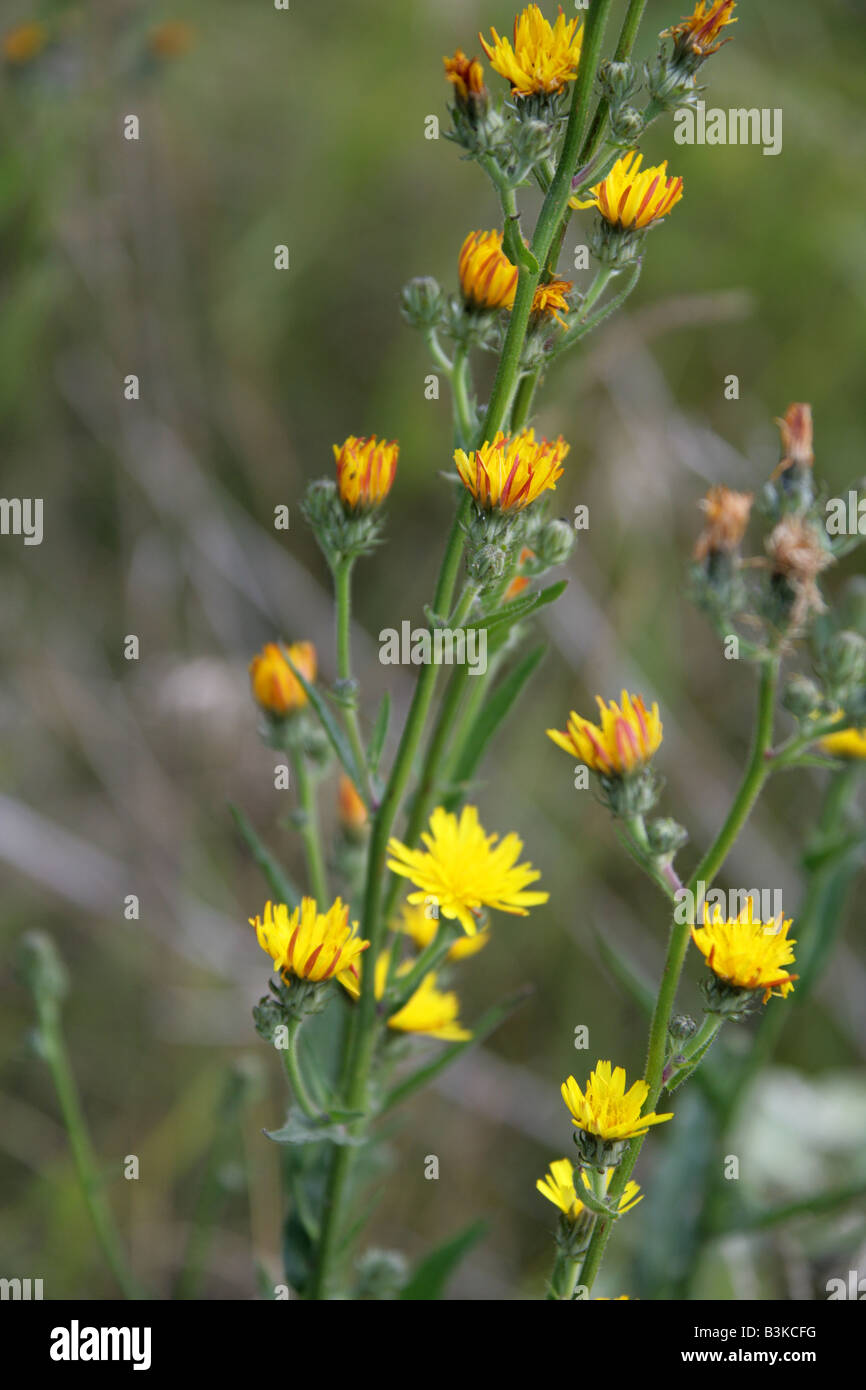 Habichtskraut Ochsenzunge Picris Hieracioides Asteraceae Stockfoto