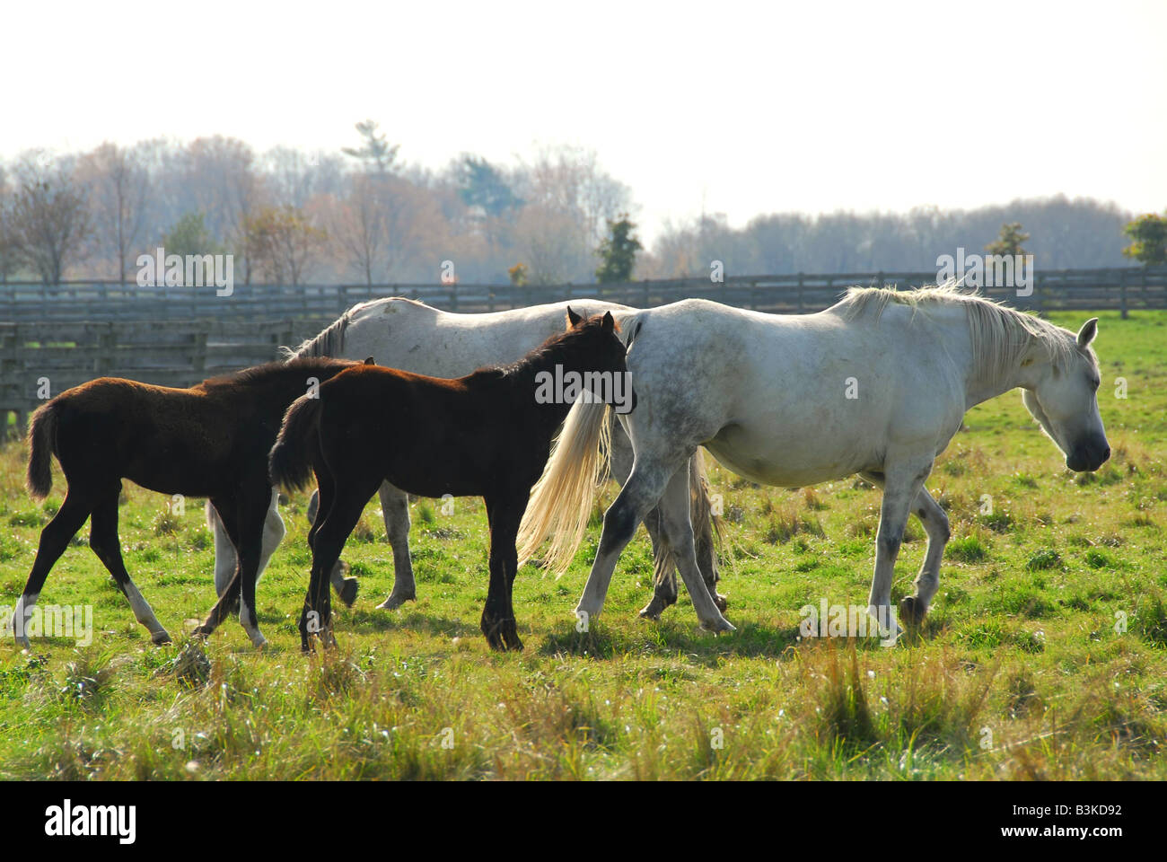 Pferde auf einer Ranch weiße Stuten mit braunen Hengstfohlen Stockfoto