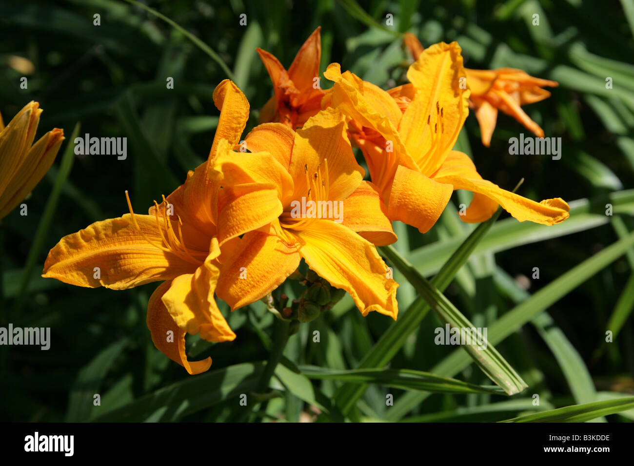 Taglilien, Hemerocallis "Burning Daylight", Hemerocallidaceae. Ursprünglich aus Europa, China, Korea und Japan. Stockfoto