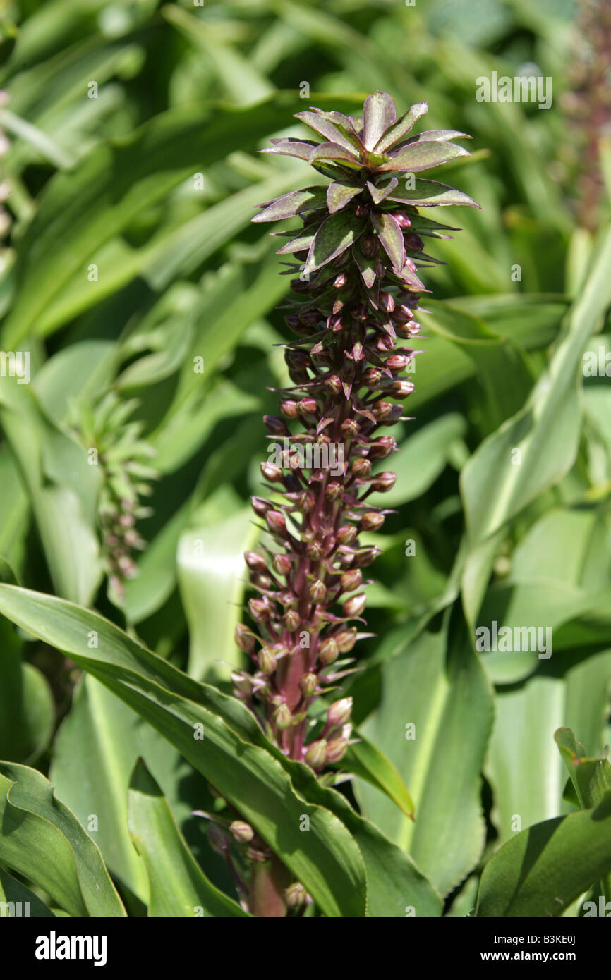 Ananas-Lilie, Eucomis Comosa, Syn E. Trommler, Hyacinthaceae, Südafrika Stockfoto