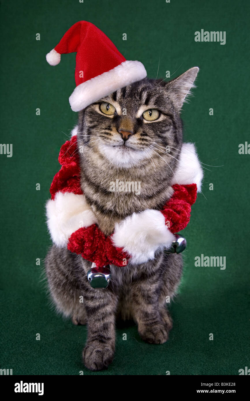 Katze mit nikolausmütze -Fotos und -Bildmaterial in hoher Auflösung – Alamy