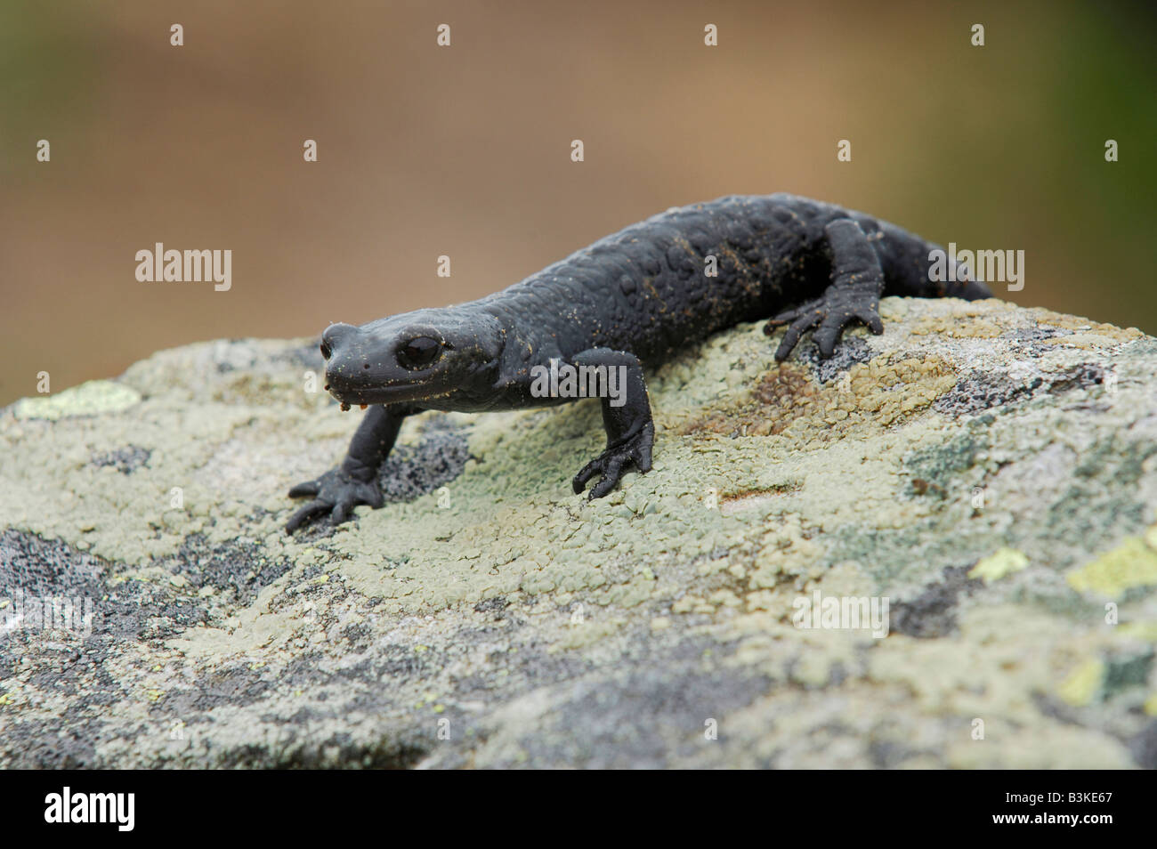 Alpine Salamander Salamandra Atra Erwachsenen Alpen der Schweiz