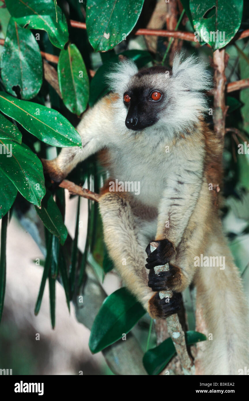 Black Lemur Eulemur Macaco weiblich im Baum Madagaskar-Afrika Stockfoto