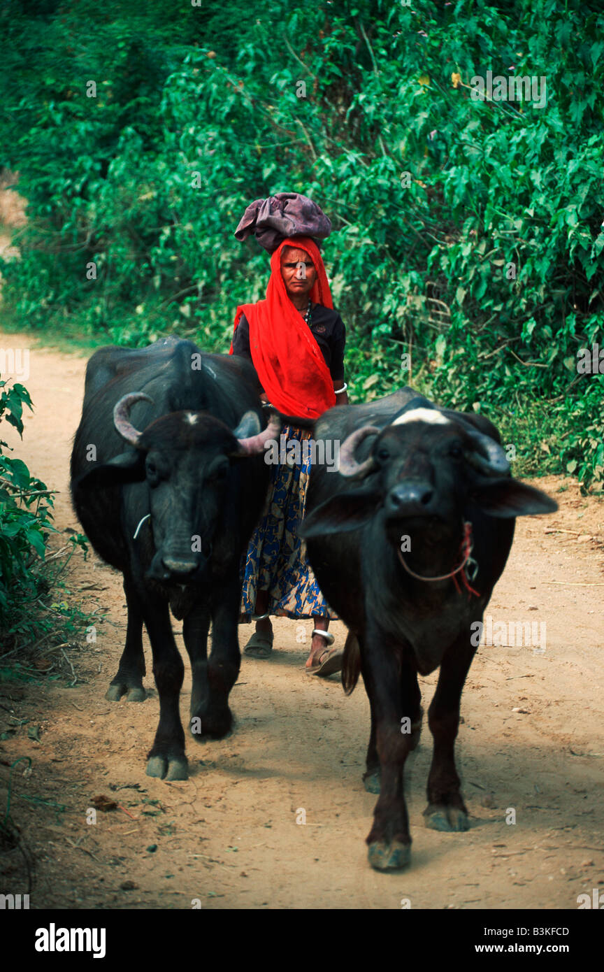 Inländische asiatische Wasserbüffel Bubalus beispielsweise und indische Frauen, die die Tasche auf Kopf Rajasthan Indien Stockfoto