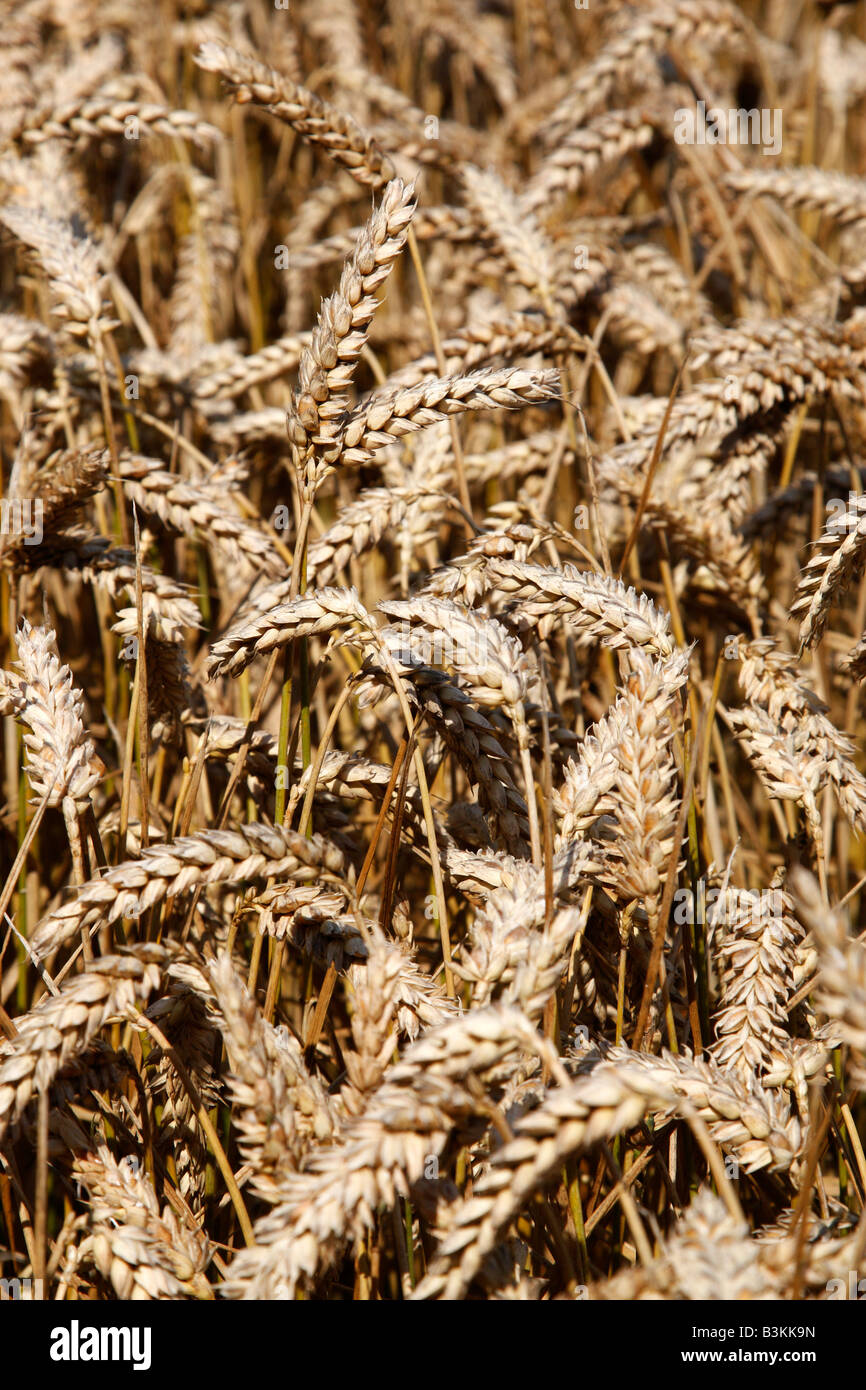 Bereich der Weizen Getreide bereit zur Ernte Earlswood Warwickshire England uk Stockfoto