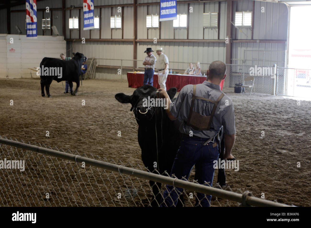 Mann mit Limousin Stier warten an der State fair zu urteilen. Stockfoto