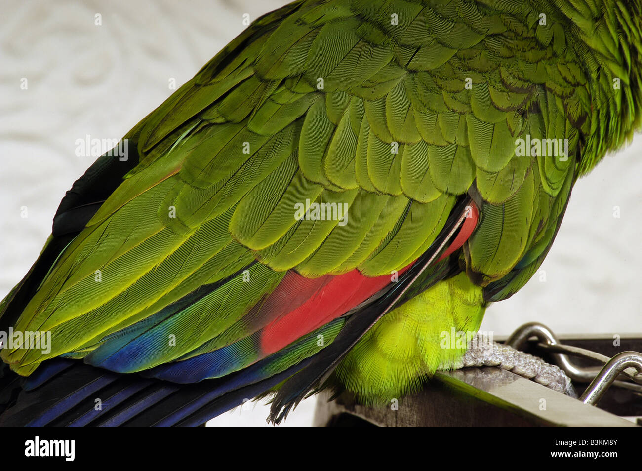 Gefieder Nahaufnahme von einem blauen Fronted Amazon Papagei. Stockfoto