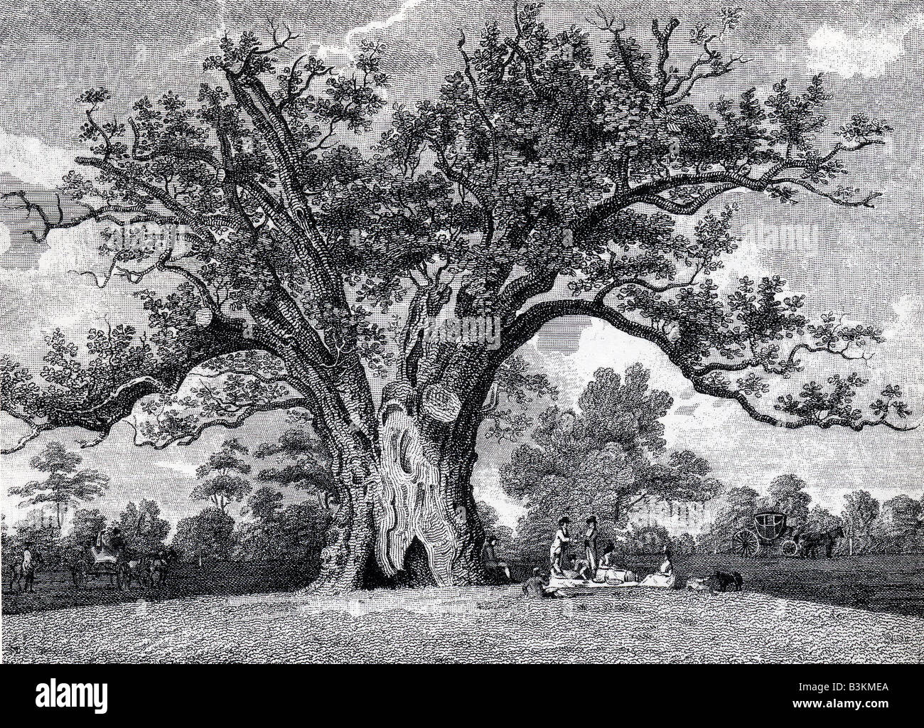 FAIRLOP Eiche im Epping Forest gezeigt in einem Kupferstich aus dem 18. Jahrhundert Stockfoto