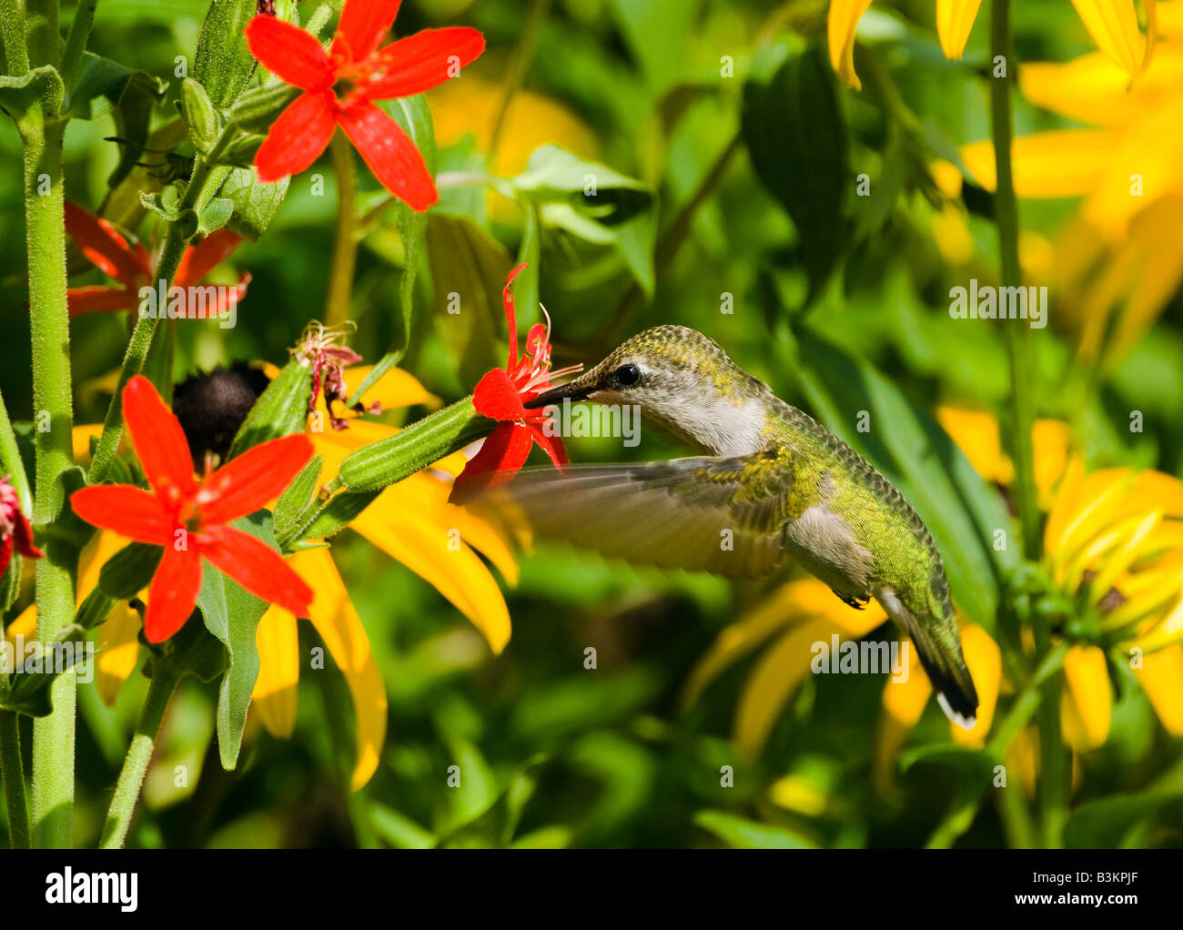 Ein Rubin-throated Kolibri ernährt sich von Royal Leimkraut (Silene Regia) Blume. Stockfoto