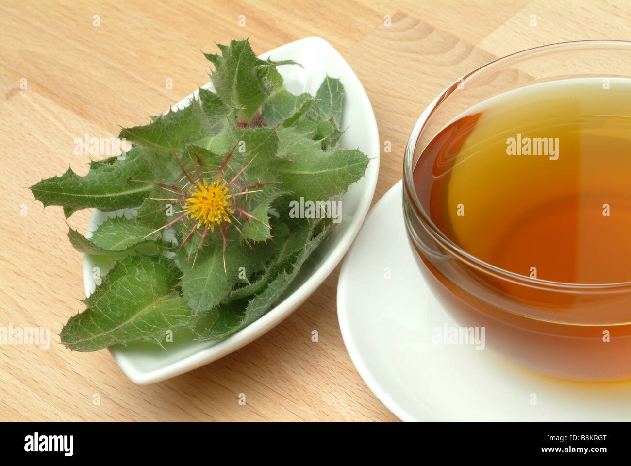 Kräutertee aus der Heilpflanze gesegnete Distel Distel Cardo Cardo Benedetto Cnicus Cnicus Benedictus Blütenstandsboden Calcitrapa lanug Stockfoto