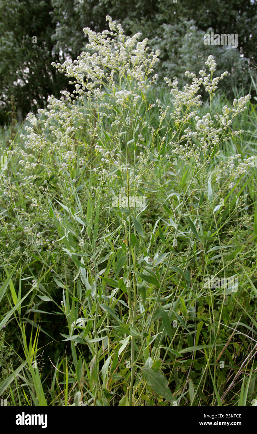 Feldkresse aka Dittander Diptam Kresse Peppergrass oder hohen weißen Top Lepidium latifolium Stockfoto