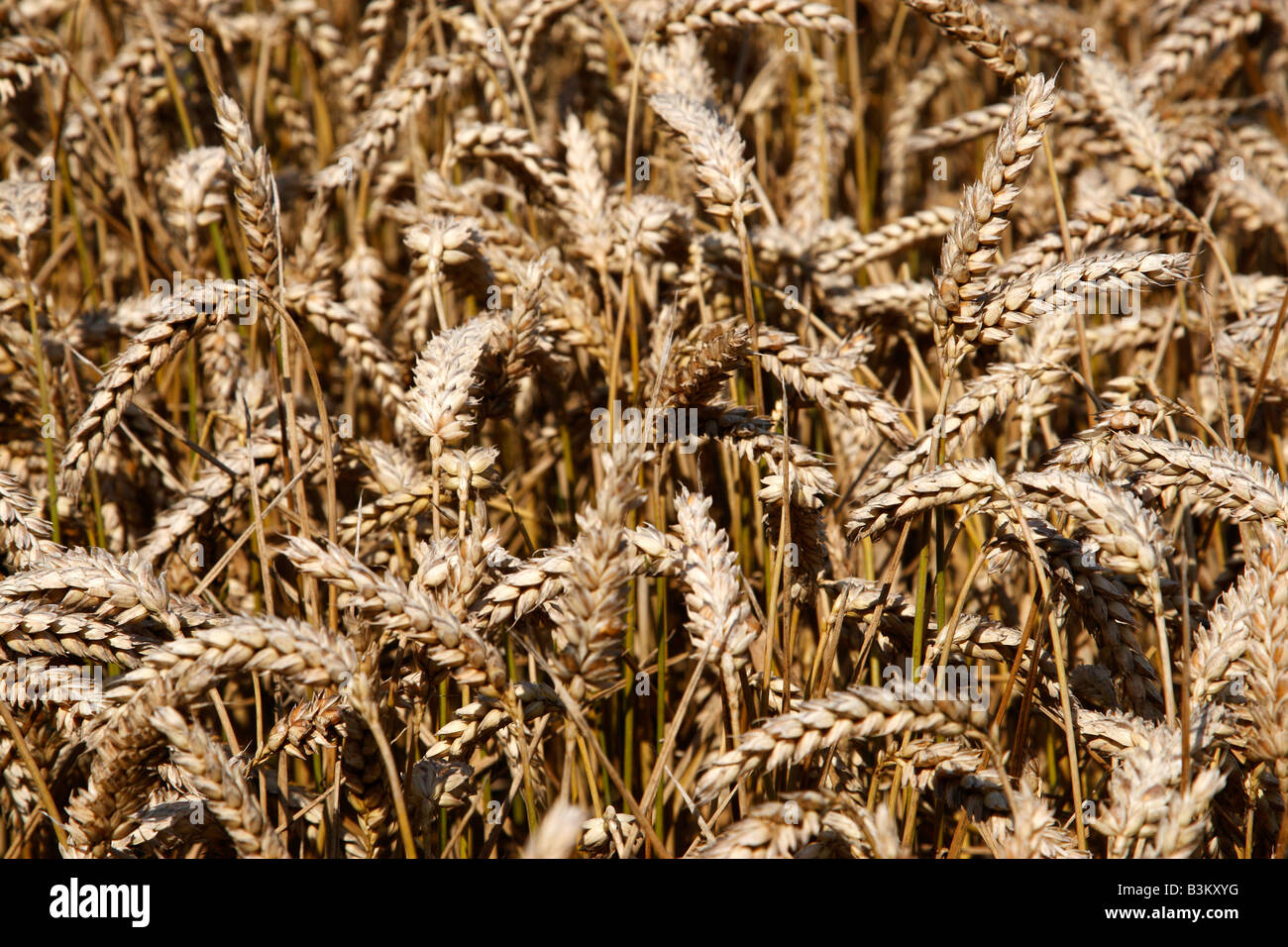 Bereich der Weizen Getreide bereit zur Ernte Earlswood Warwickshire England uk Stockfoto