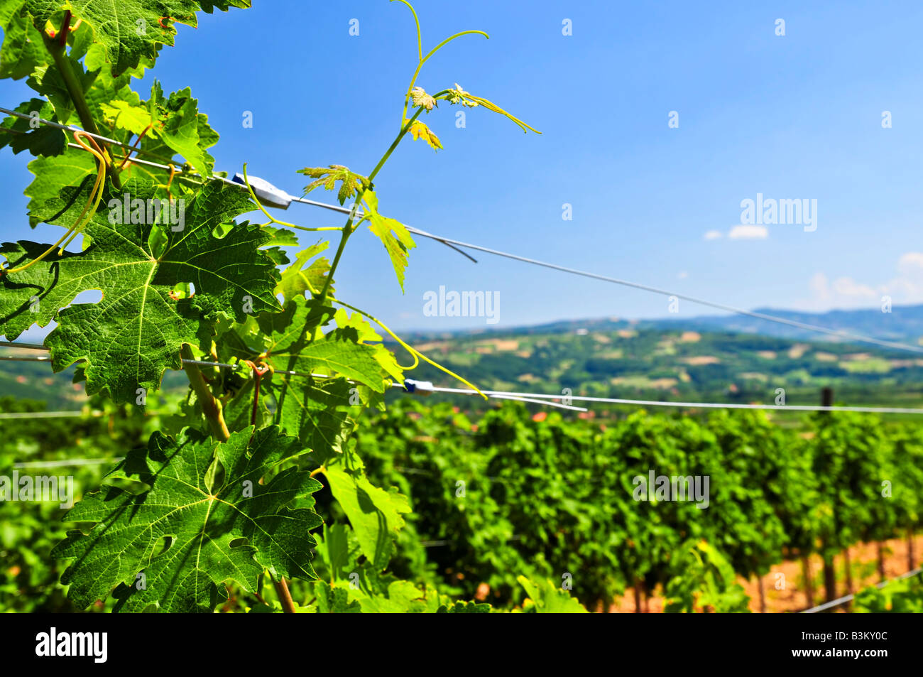 Sommerlandschaft mit Weingarten in ländlichen Serbien Stockfoto