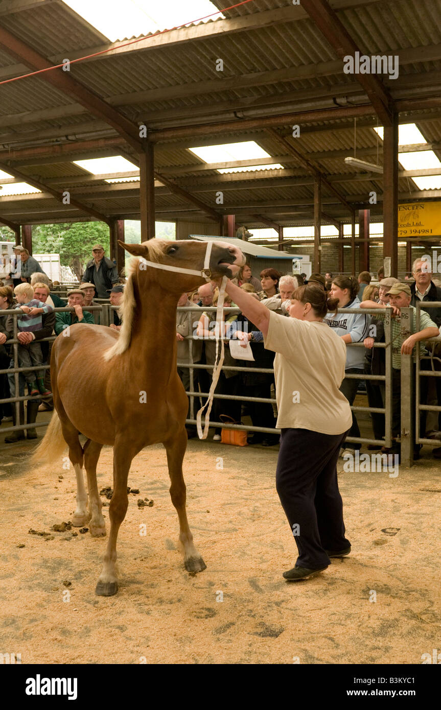 Frau mit Pferd für Verkauf durch öffentliche Versteigerung im Llanybydder monatliche Horse fair und Auktion Carmarthenshire West wales UK Stockfoto