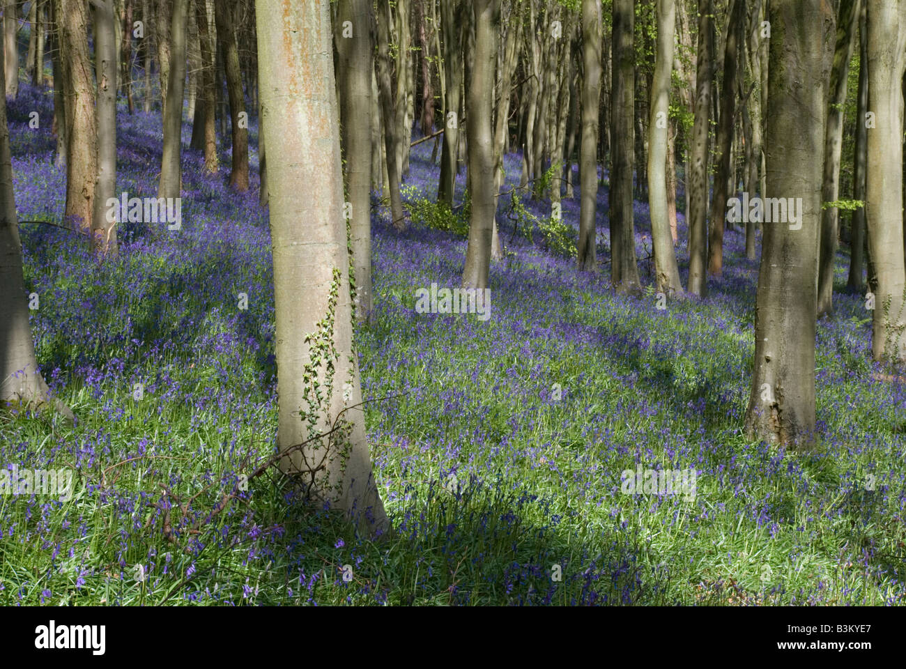 Glockenblumen in Buchenholz im Süden Großbritanniens. Hyacinthoides non-Scripta. Stockfoto