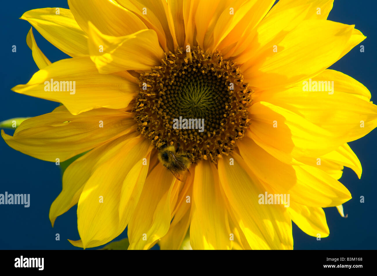 Sonnenblume auf blauen Hintergrund mit natürlichem Sonnenlicht Stockfoto