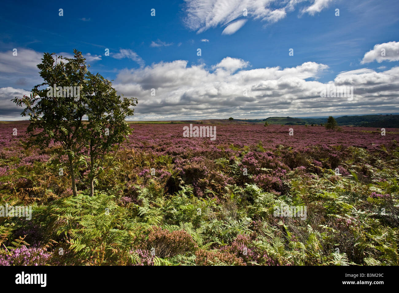 Harland Moor North York Moors National Park Stockfoto