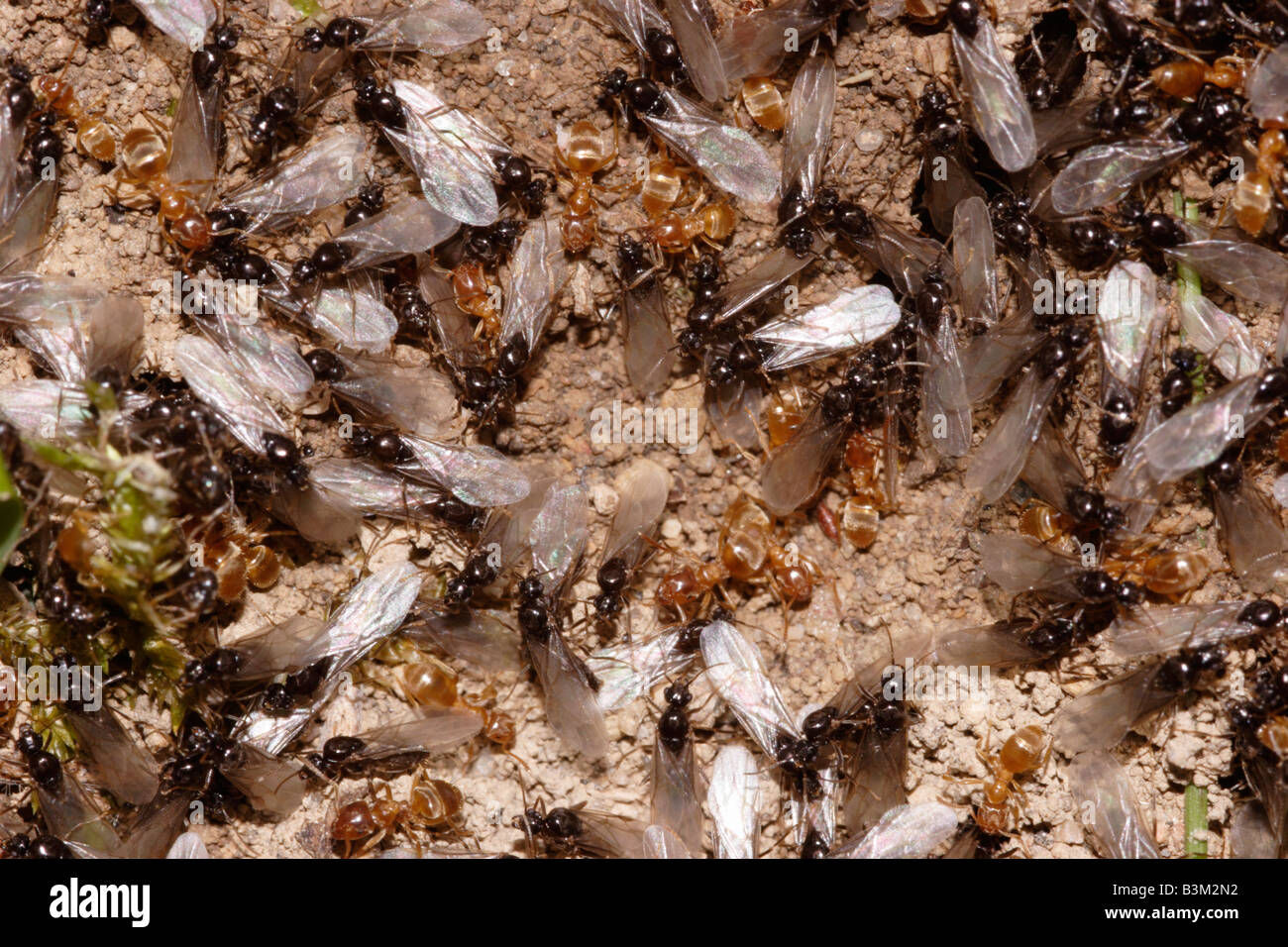 Gelbe Wiese Ameisen Lasius Flavus Ameisen loslassen Königinnen aus dem