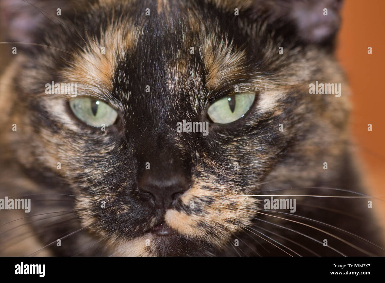 Nahaufnahme von Tortoiseshell- oder Brindle-Katze (Felis Catus), die direkt auf die Kamera blickt Stockfoto