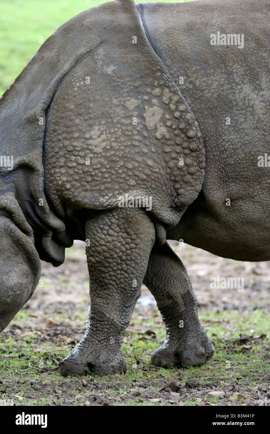 Indische Nashorn Haut Stockfoto