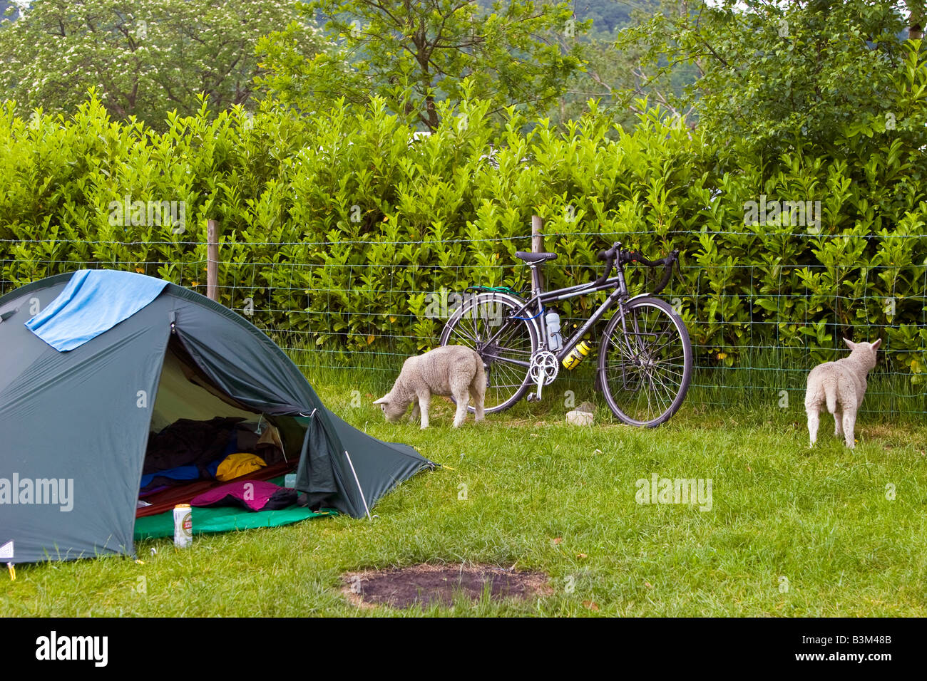 Lämmer füttern neben einem Zelt auf Torrent zu Fuß Campingplatz Ortszentrum, Wales 2008 Stockfoto