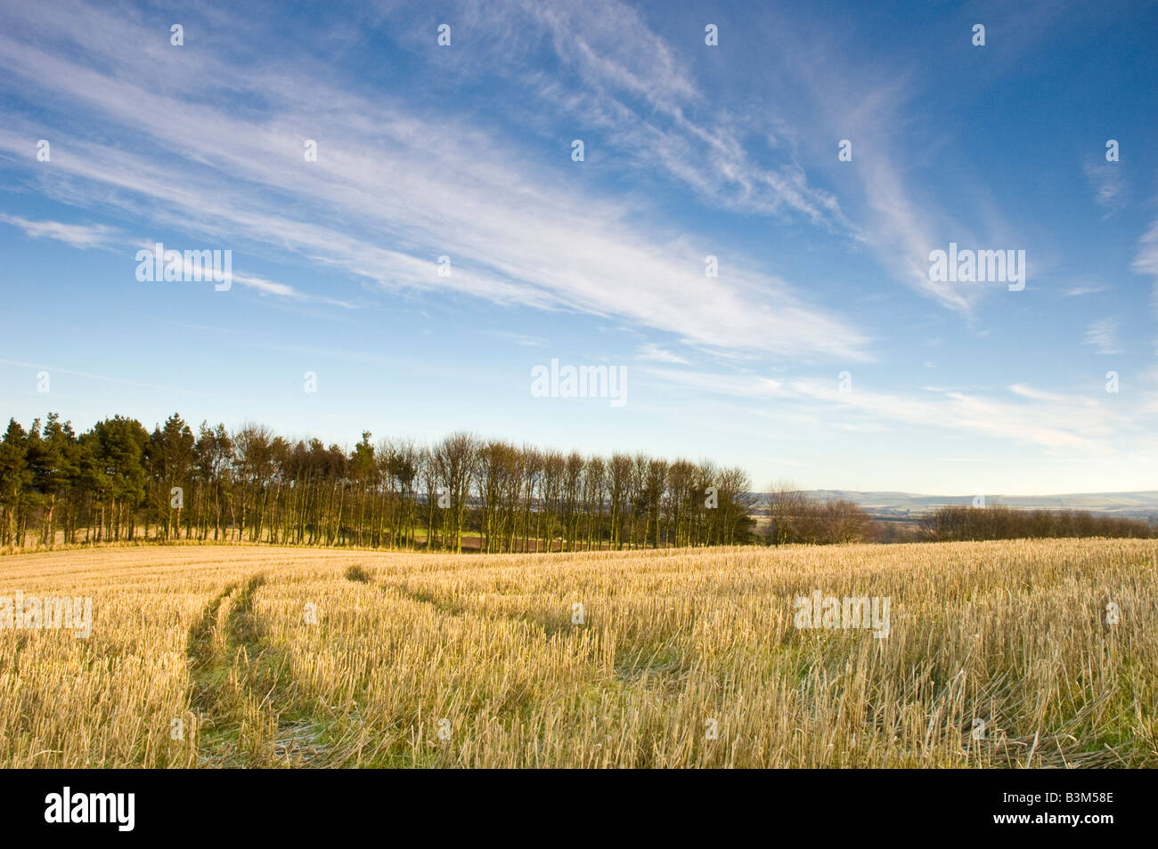 Stroh Felder nach der Herbsternte in East Lothian, Schottland. Stockfoto