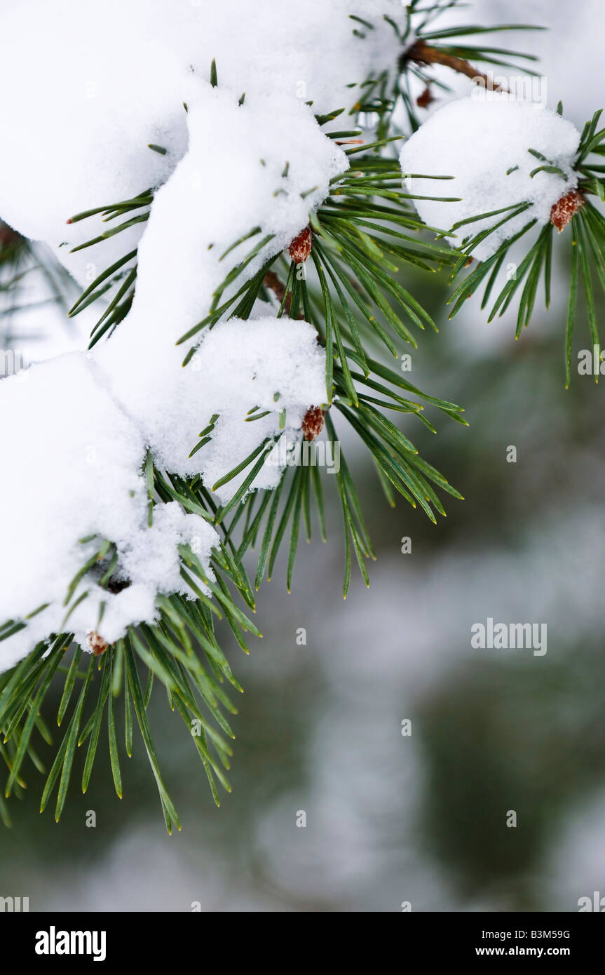 Winter Baum Zweige mit flauschigen Schnee bedeckt Stockfoto