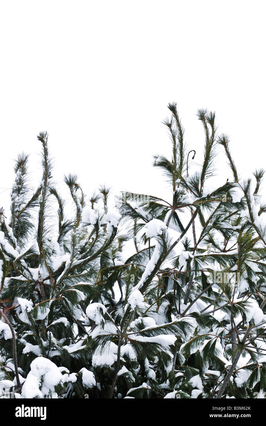 Winter Baum Zweige mit flauschigen Schnee bedeckt Stockfoto