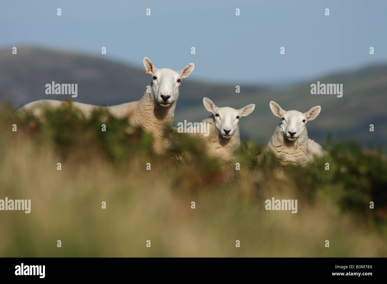 3 Cheviot Schafe starrte auf die Kamera mit Ohren zeigen. Stockfoto