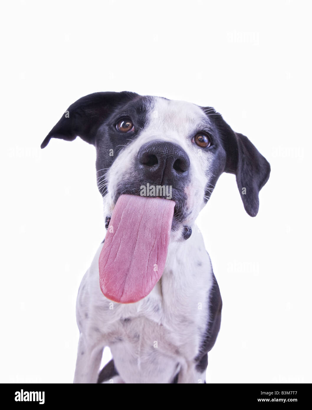 Lustige schwarz und weiß mischen Deutsche Dogge Hund mit Zunge heraus isoliert auf weißem Hintergrund Stockfoto