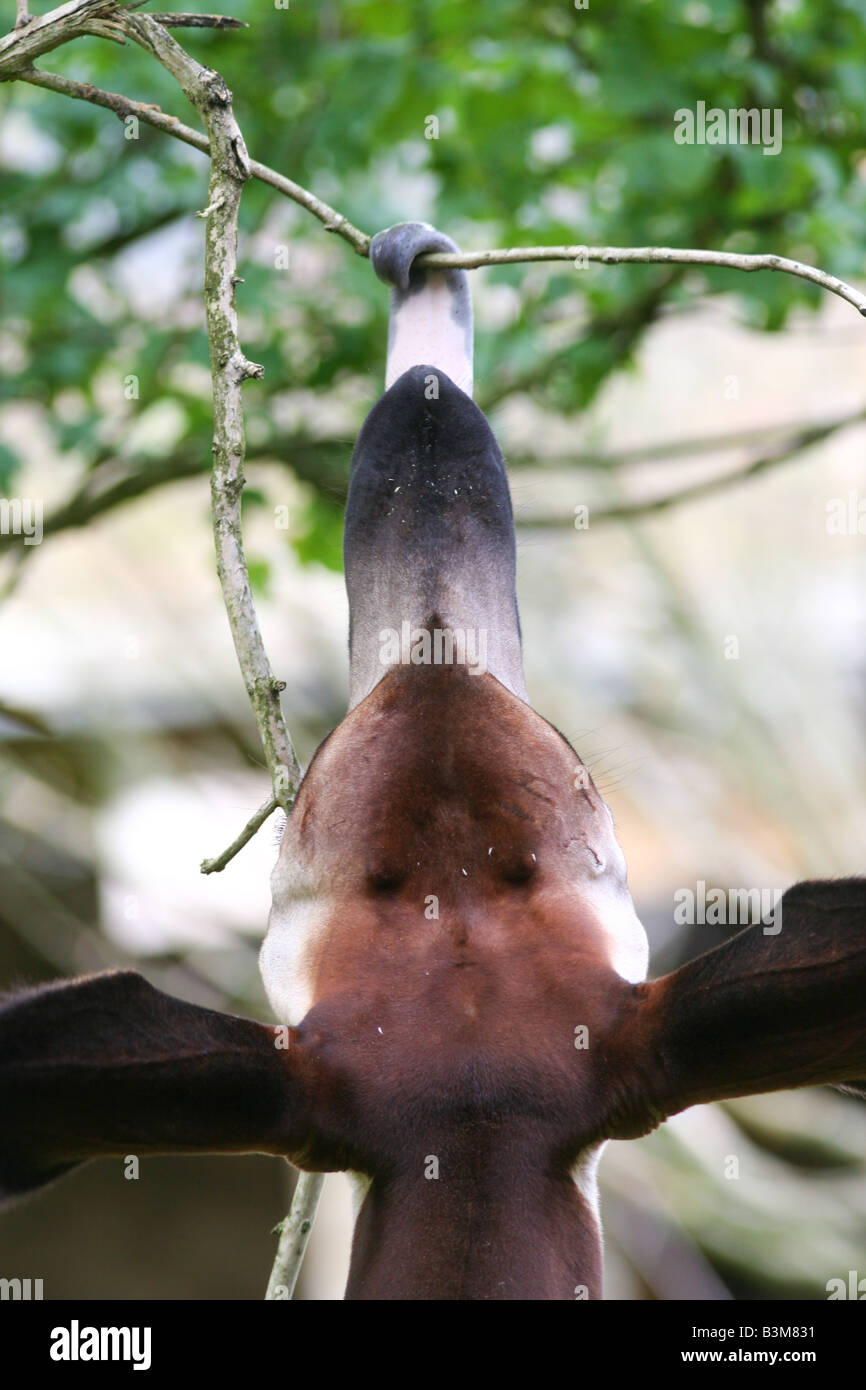 Das Okapi mit seiner unglaublichen Zunge Stockfoto