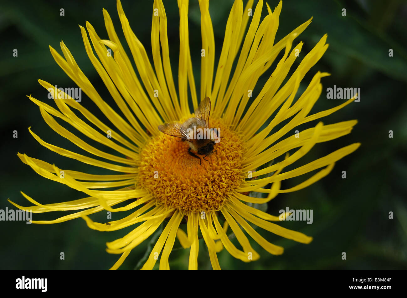 Biene und Blume Stockfoto