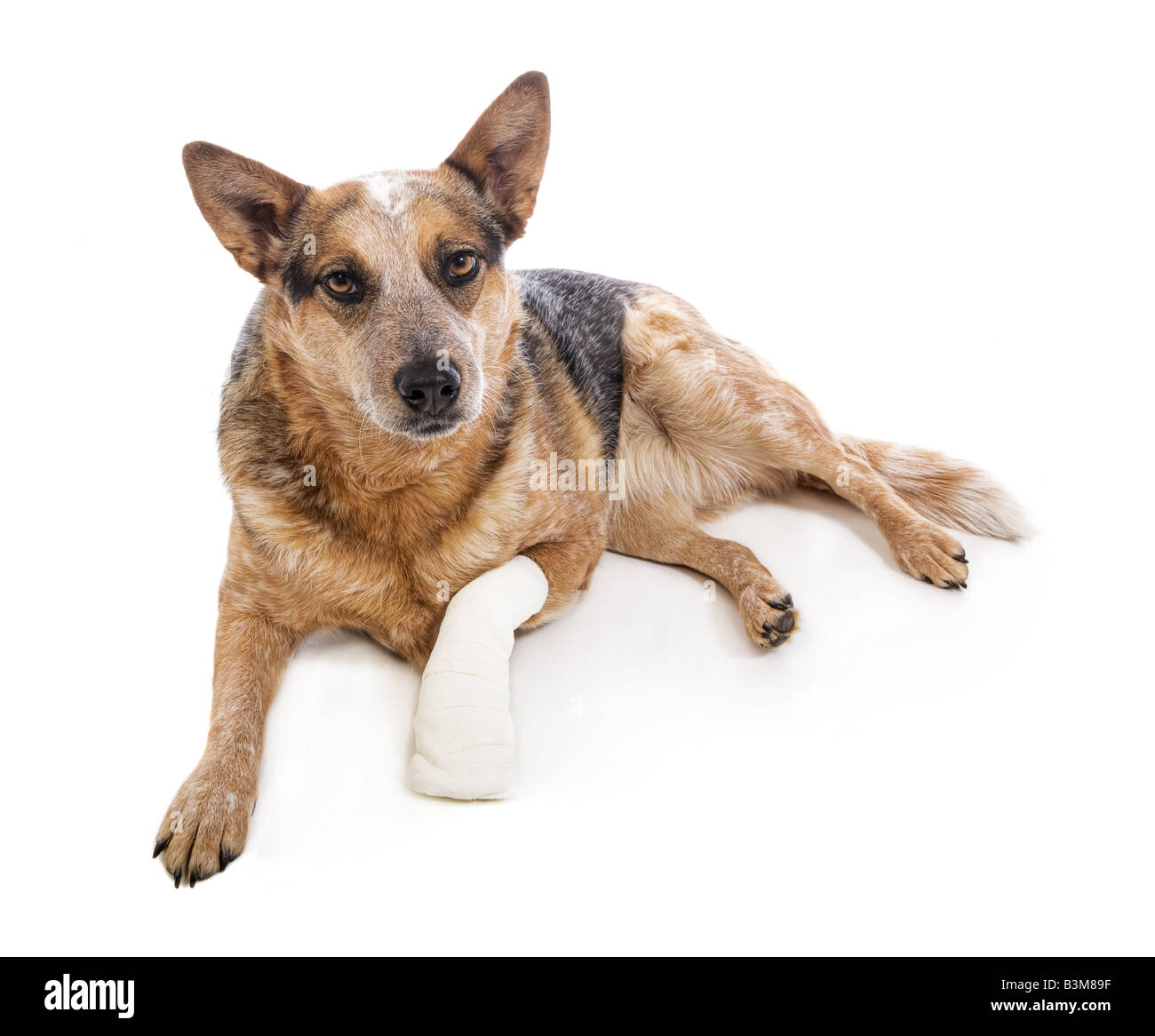 Australian Cattle Dog oder Red Heeler Schmerz bandagiert Pfote isoliert auf weißem Hintergrund Stockfoto