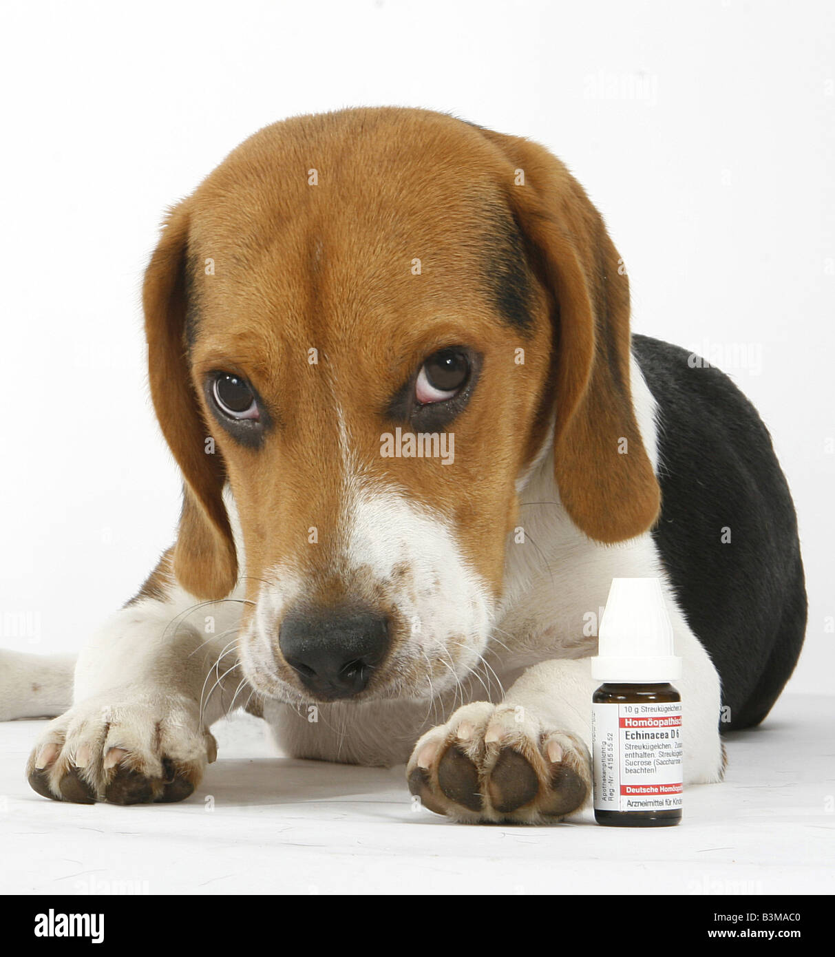 Beagle. Tabby adult liegt neben Bachblüten Heilmittel. Deutschland Stockfoto