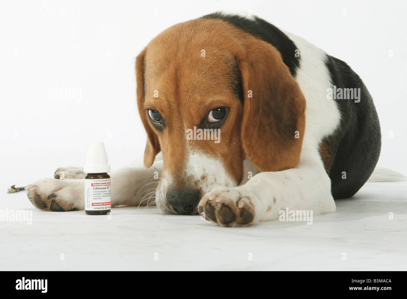 Beagle. Tabby adult liegt neben Bachblüten Heilmittel. Deutschland Stockfoto