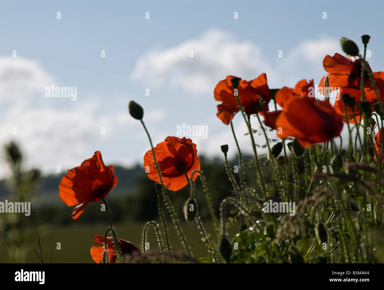 Blühender Mohn und Samenköpfe Hintergrundbeleuchtung. Stockfoto