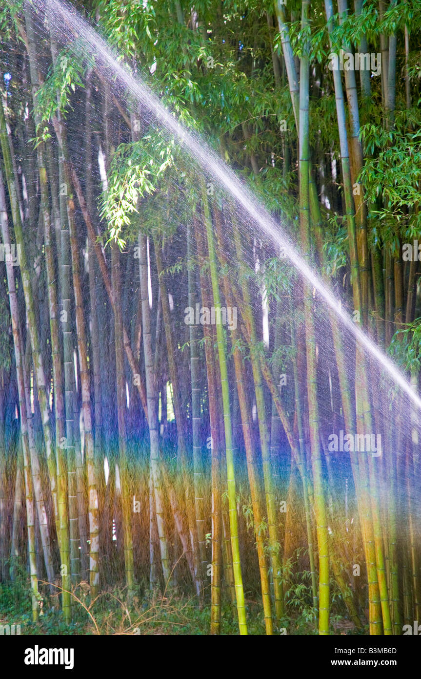 Farben des Regenbogens in den Wasserstrahl aus einem Garten Sprinkler vor dem Hintergrund des Bambus. Stockfoto