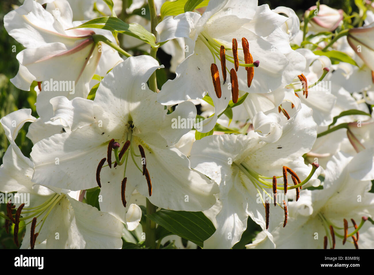 Reife Blüten von einer königlichen Lilie Lilium Regale Antheren in verschiedenen Phasen und Teilnahme an Insekten Stockfoto