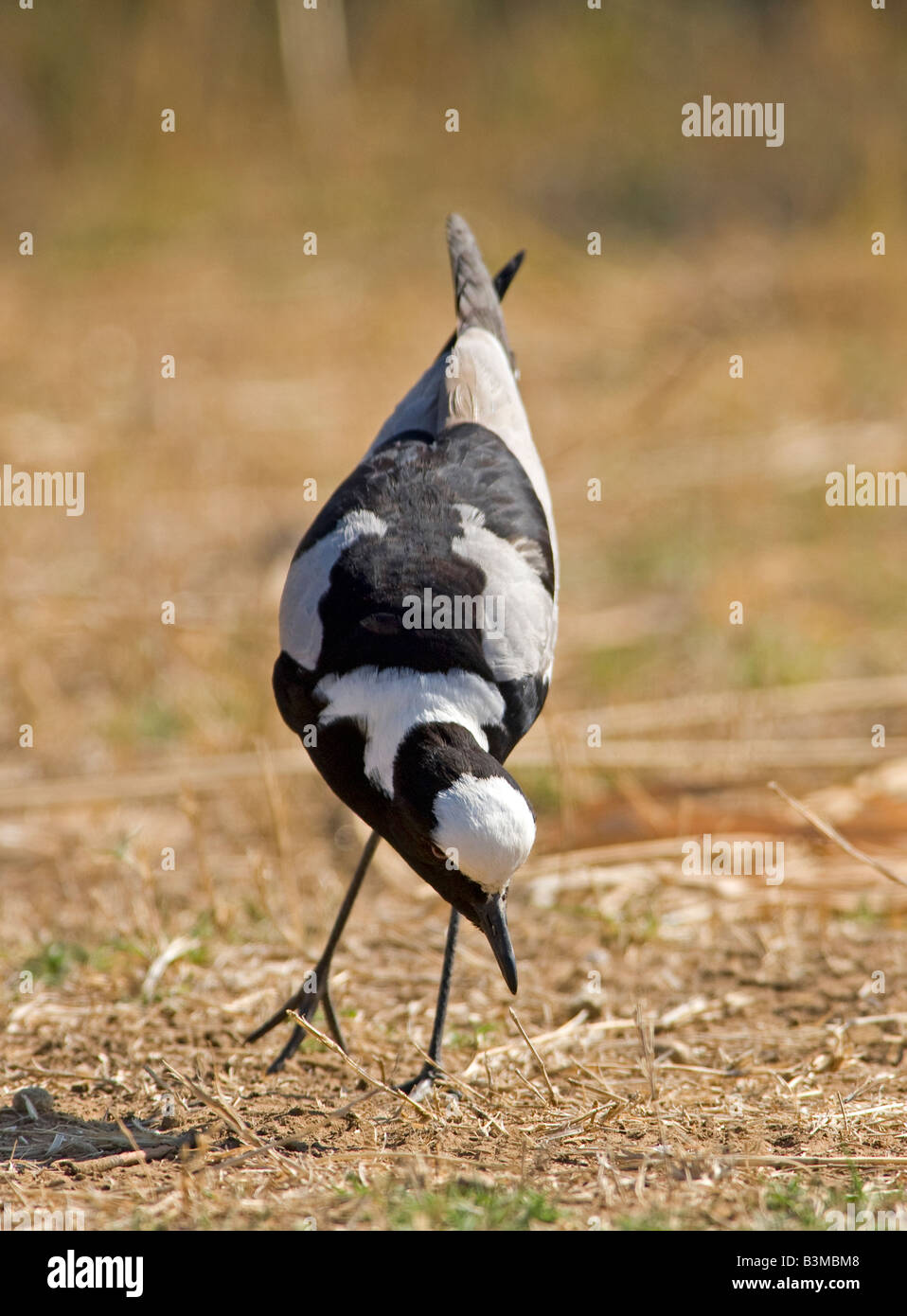 Schmied Kiebitz oder Blacksmith Plover (Vanellus Armatus), Krüger Nationalpark, Südafrika. Stockfoto