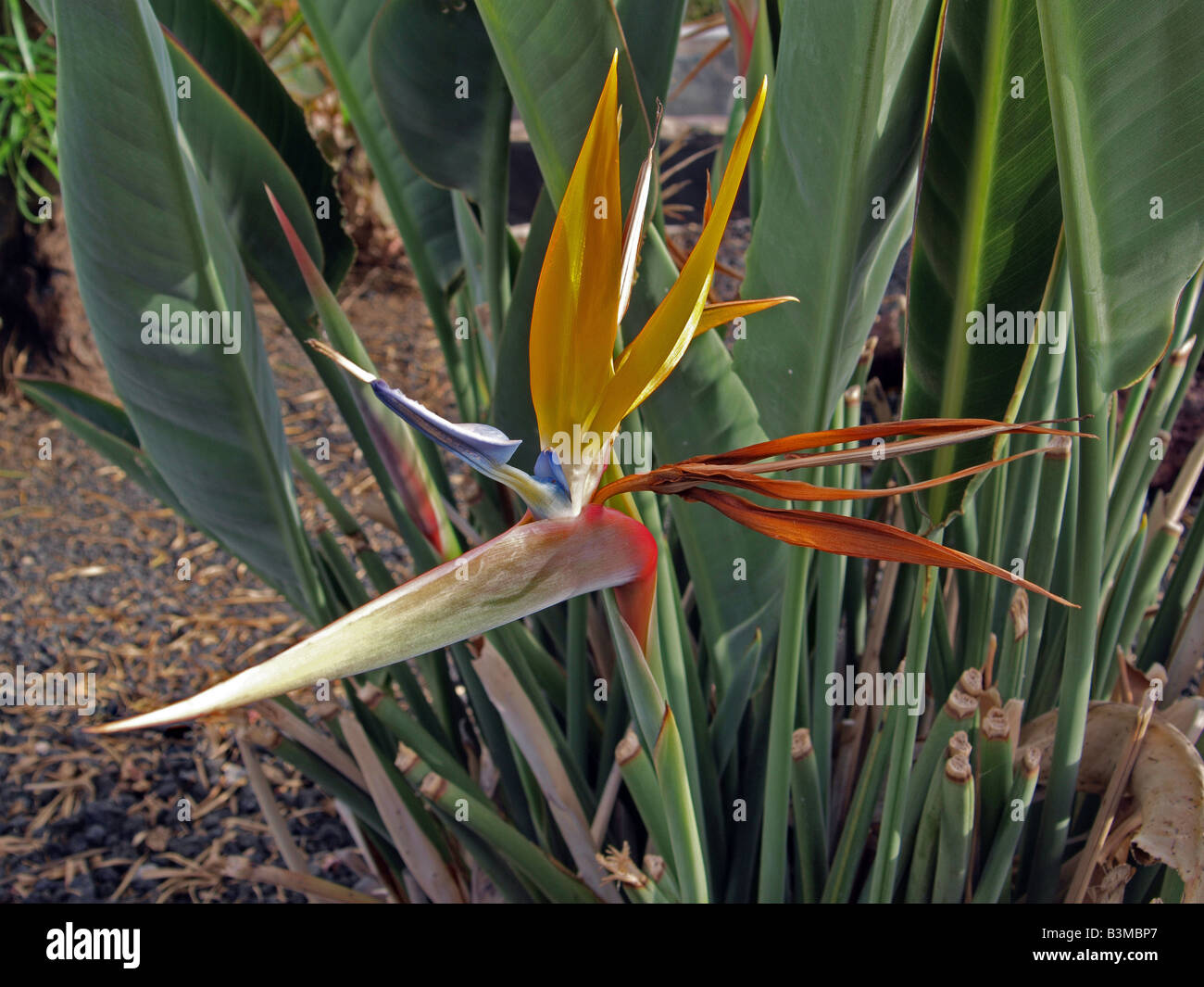 Bird Of Paradise Stockfoto