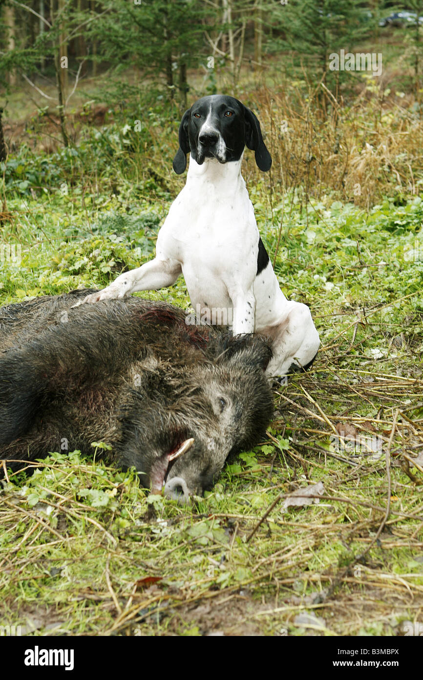 Deutscher Kurzhaariger Vorstehhund mit Wildschwein Stockfoto