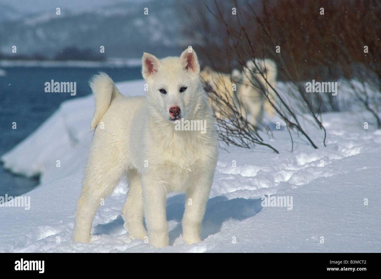 Husky Welpen - stehend im Schnee Stockfoto