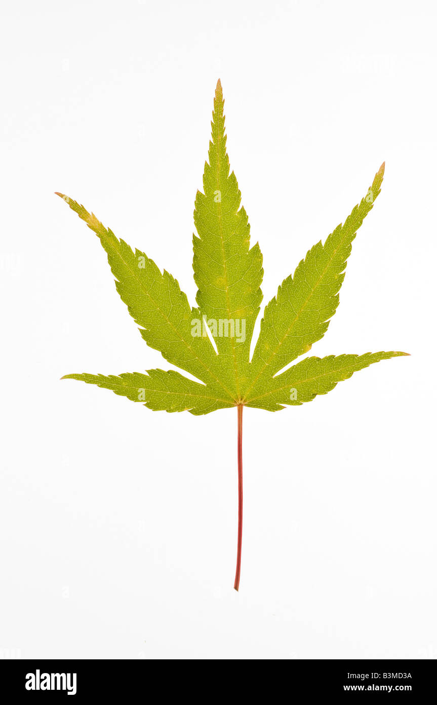 eine Koralle Rinde japanischer Ahorn Blatt Sango Kaku Acer palmatum Stockfoto