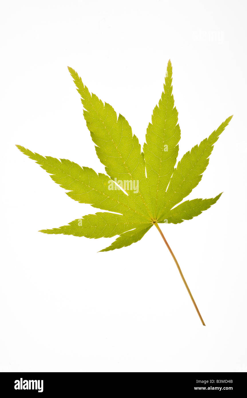 eine Koralle Rinde japanischer Ahorn Blatt Sango Kaku Acer palmatum Stockfoto