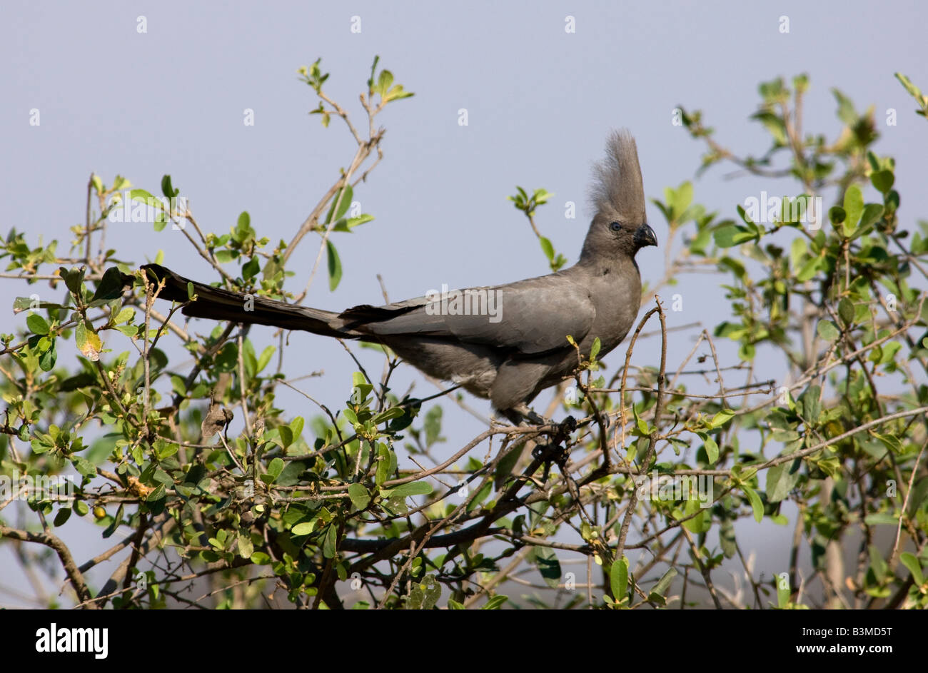 Graue Go-away-Bird (Corythaixoides Concolor), auch bekannt als grau Lourie, grau Loerie oder Kwêvoël, Südafrika Kruger Park Stockfoto