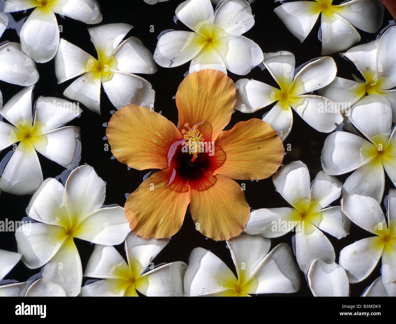 schwimmende tropische Blumen in Sri Lanka Wasser Dekoration Stockfoto