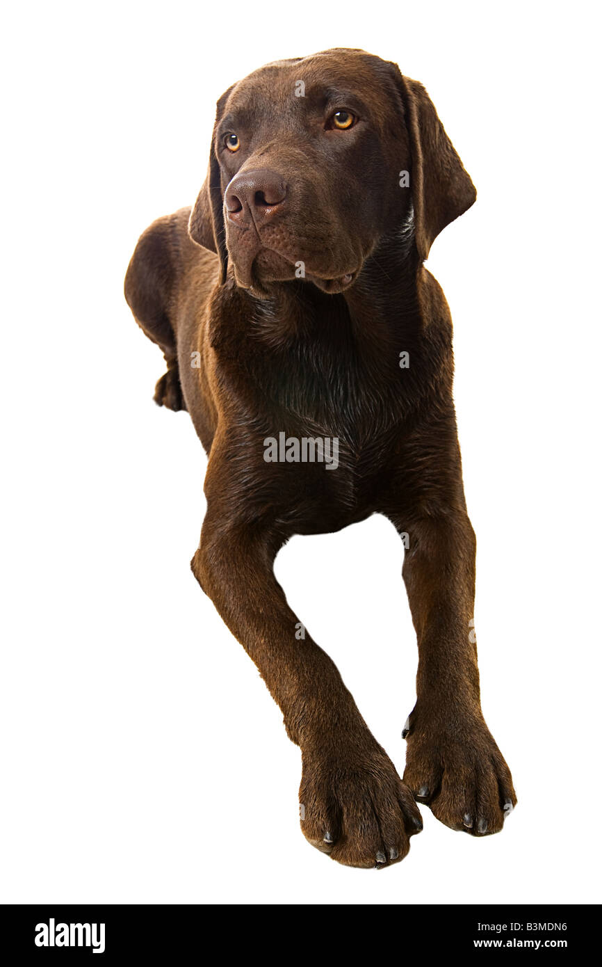 Labrador Welpe liegend Stockfoto